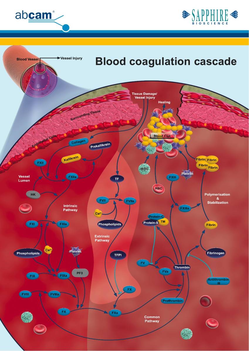 case studies in hematology and coagulation pdf writer